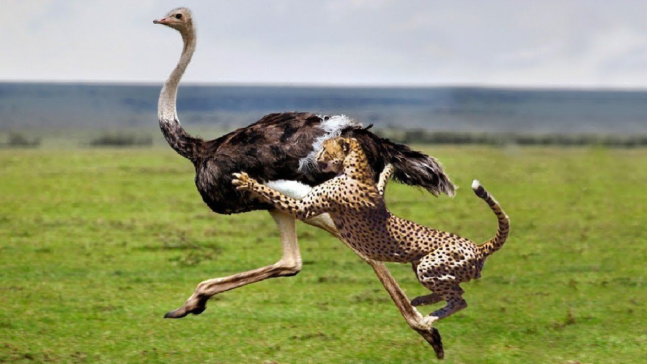 ГЕПАРД - Самый быстрый хищник Африки. ГЕПАРД НА ОХОТЕ