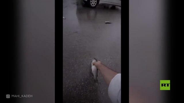 بالفيديو.. مطر بالأسماك في ياسوج الإيرانية