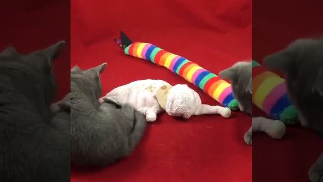 Vidéo Chaton Chartreux