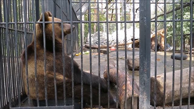 Все думали что Алтай будет играть, а он уселся на шину 14.09.2020