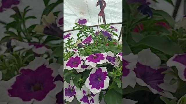 Новинка ампельной петунии. Своя селекция