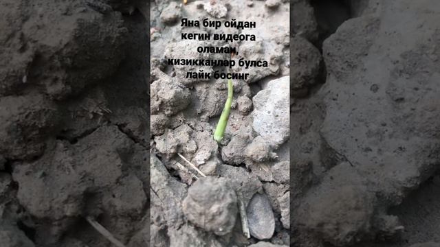Ўзбекистонда занжабил (имбирь) етиштиришни бошламокчиман. Тажриба учун екдим. #имбирь #узб #агро #u