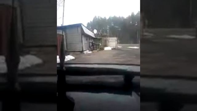 Мой новий кокер спаниель