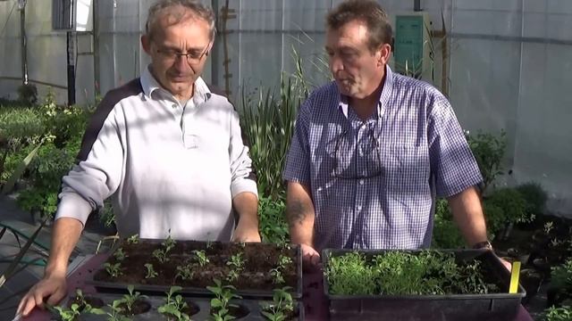 chaine de Jardinage: Lobélia tupa (ou tabac du diable): Comment faire un  Repiquage: Plantes vivace