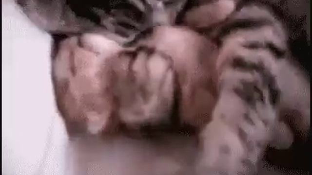 Котёнку приснился кошмар а в конце очень милый момент