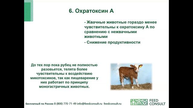Практическая программа контроля микотоксикозов на ферме 1
