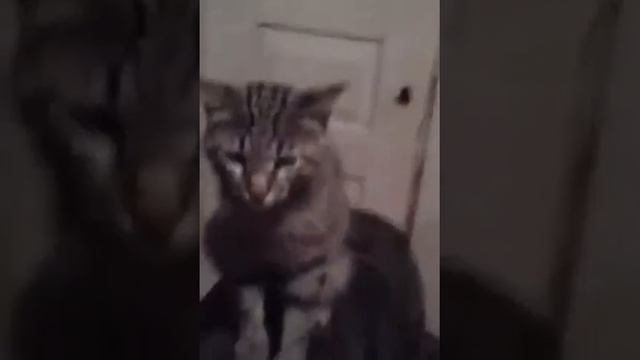 Кот говорит не снмай