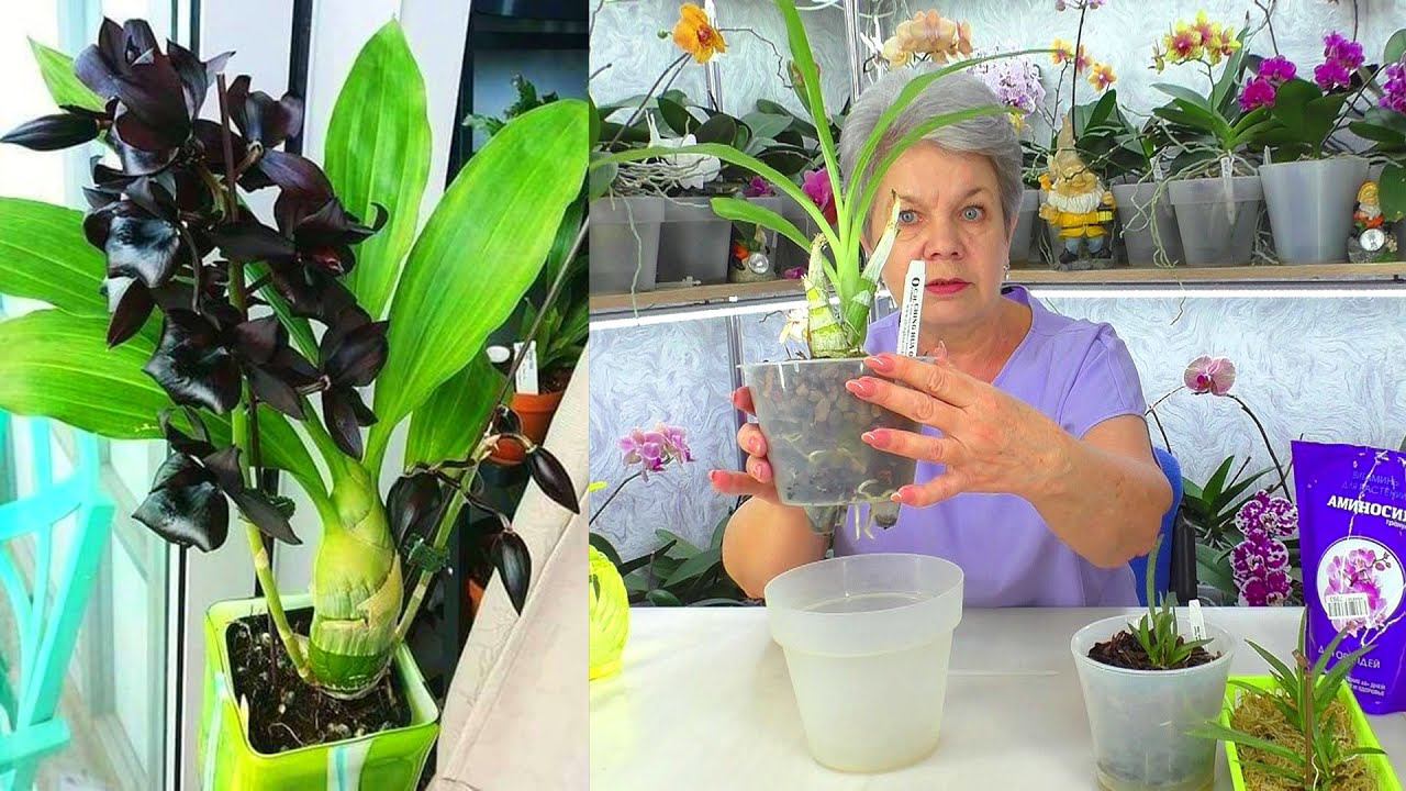 Вы знаете о ЧЕРНЫХ орхидеях? МОРКОВКА - Катасетум и Воздушная Толумния.
