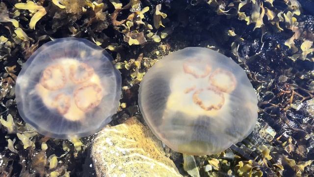 Магадан. Охотское море в районе бухты Нагаево. Медузы.