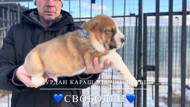 СУРДАН КАРАШ ЖГУЧИЙ ПЕРЕЦ (+79201694289 WhatsApp)