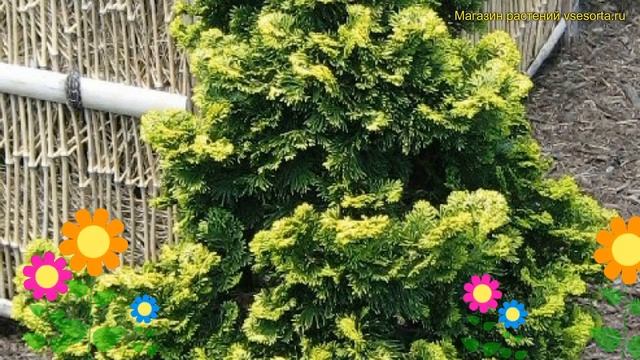 Кипарисовик туполистный Сафрон Спрей. Краткий обзор описание chamaecyparis obtusa Saffron Spray