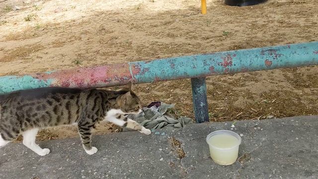 Серые котики живут на дереве и кушают суп ?? Grey cats eating soup ? Beautiful animals ? Cute memes