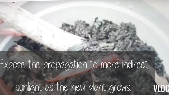 Philodendron Dark Lord Guide | Grow from Stem Cutting