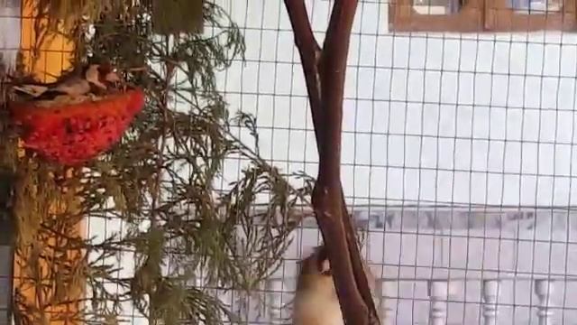 Щеглы домашнего выводка