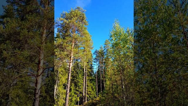 РЕШИЛИ ПРОГУЛЯТЬСЯ ПО ЛЕСУ / Не знали КУДА СОБИРАТЬ ГРИБЫ, ПОЛНЫЕ ВЕДРА И ПАКЕТЫ ???