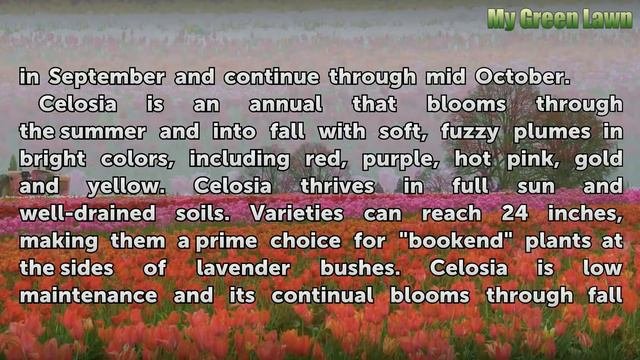 Companion Plants for Lavender