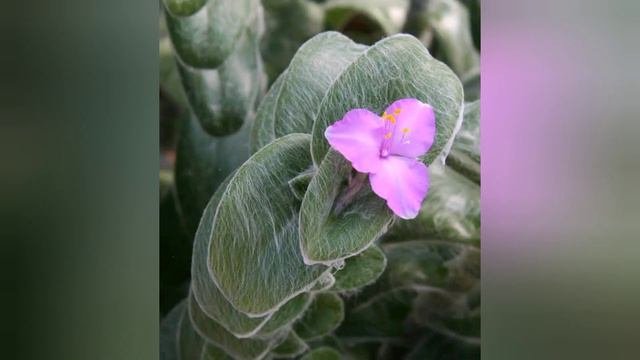 Top 12 Wandering Jew Varieties | Rejuvenate With Plants