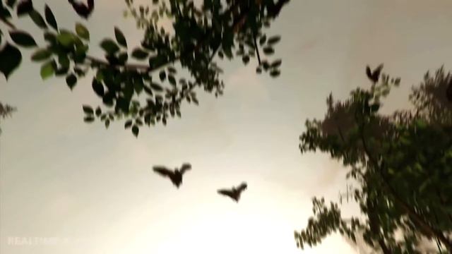 The Forest - Update - News and Info