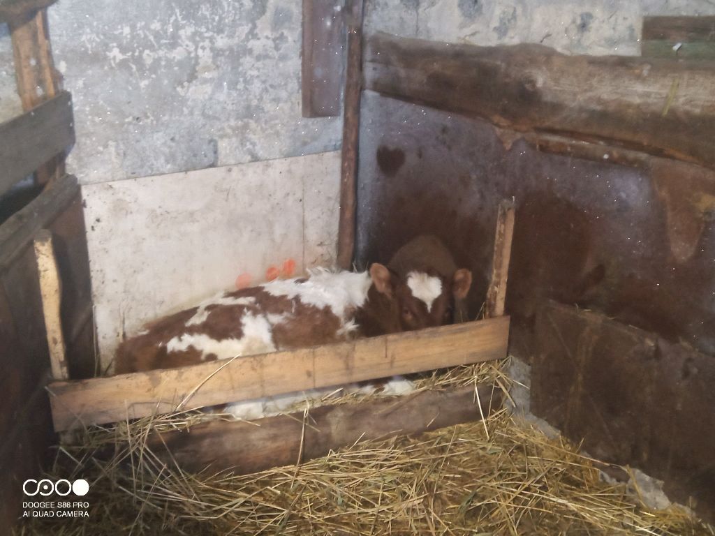 моя будущая корова