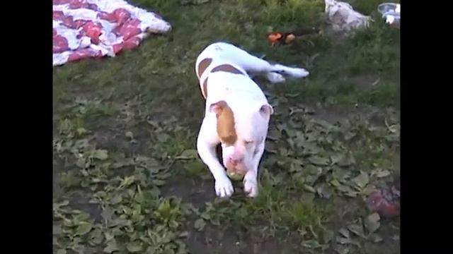 SIERRA - ID A1364556 EMERGENCY  RED ALERT  FINAL MOMENTS