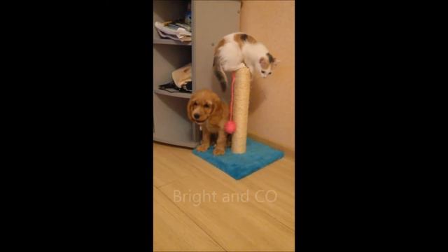 Щенок предпочел зарядник / Funny dog/ Kittens