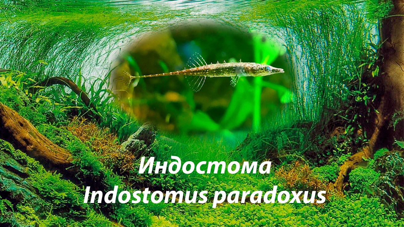 Индостома / Indostomus paradoxus