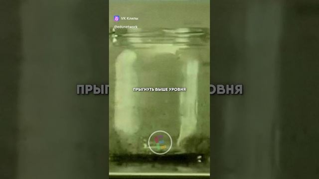 Люди и блохи