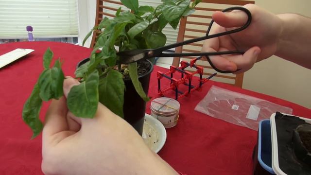 Over winter successes and cuttings part 2