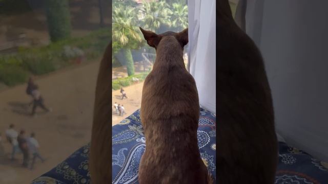 Общение тойчика