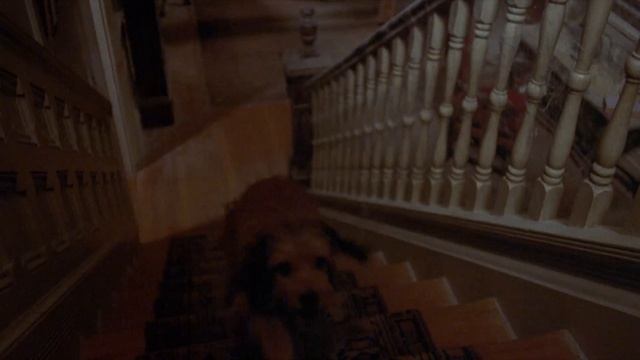 Benji - The Original Canine Classic - Trailer