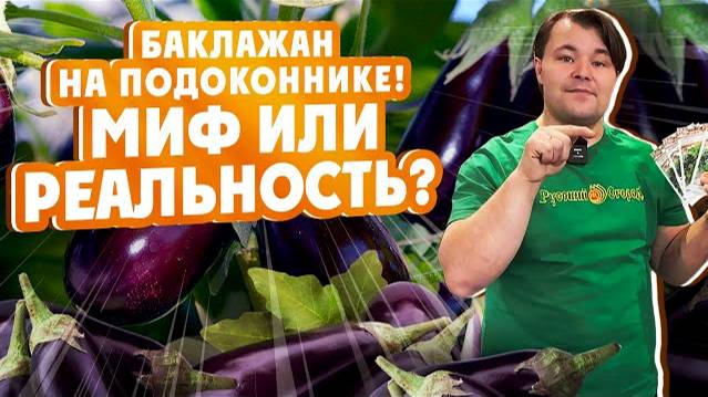 БАКЛАЖАНЫ НА ПОДОКОННИКЕ