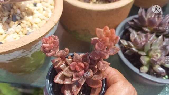 14 SUCULENTAS DE COLEÇÃO do MARROM ao PRETO do meu JARDIM/MARAVILHOSAS