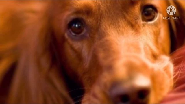 Она дала мокрому псу конфету и ушла! А потом в слезах бежала назад, но там уже никого не было…