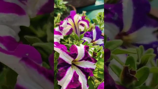 Petunia show.. (Bicolors)