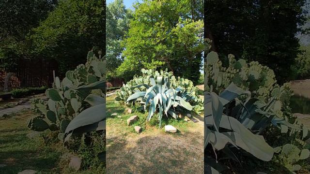 растения в Пшаде #Лето #кактус #агава #природа #КраснодарскийКрай