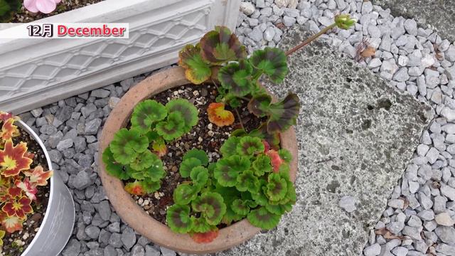 【ガーデンルーティン】寄せ植えのその後と冬の準備⛄寒さ対策❢🌼Caring For Plants!!  Winter Preparation ⛄ Cold Measures ❢