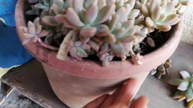 Decapitacion de Suculentas   Cuando y Porque lo hacemos 🌸