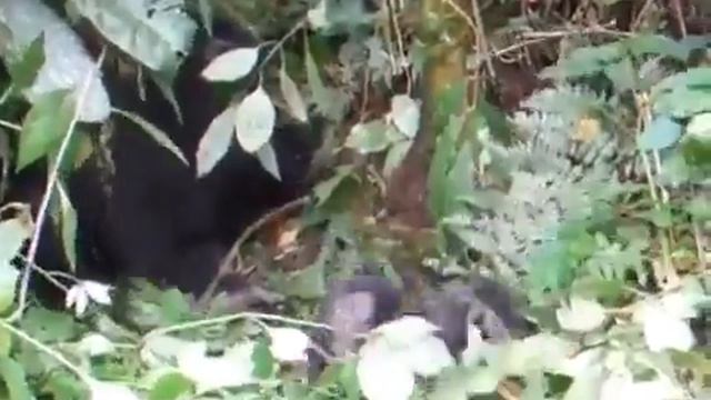 Малыш гориллы учится бить себя кулаками в грудь