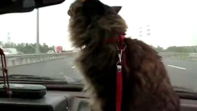 Поезда на дачу))