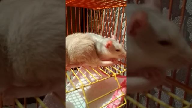 Икота?