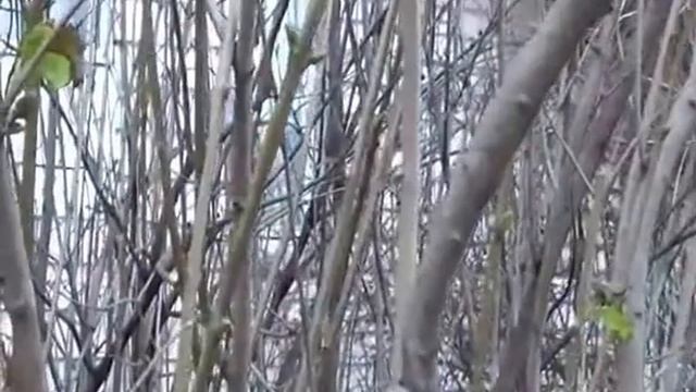 вологда аномальный декабрь