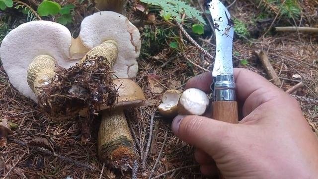 Goryczak żółciowy Tylopilus felleus Nowy Targ 14.07.2017