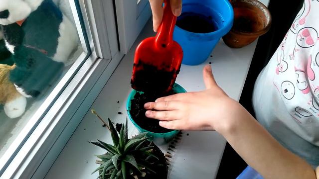 Посев кактусов