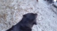 Монгольская овчарка