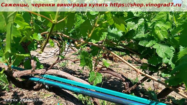 Виноград Прима Украины- соцветья весной 2024 года, прижилась прививка и видим хорошую плодоносность