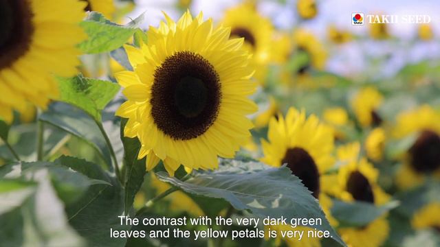 SUNFLOWERS | Takii Seed | Highlights with Sander