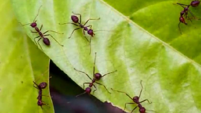 Средство от муравьев - как избавиться от муравьев навсегда народными средствами
