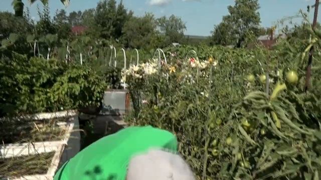 Фильм 417-Посадка садовой земляники. Крыша для томатов. Ремонтантная малина. Засолка огурцов.