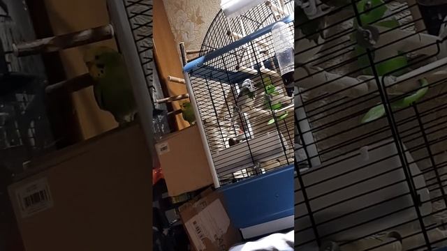 Серёжа много сам почесался