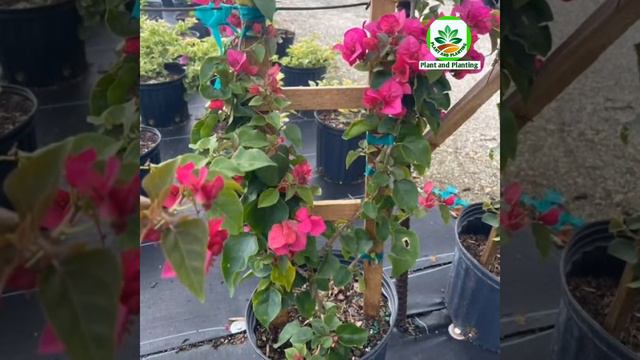 39 Small Flower Vine Plants For Trellis | Flower Vine Plants For Trellises| Plant And Planting